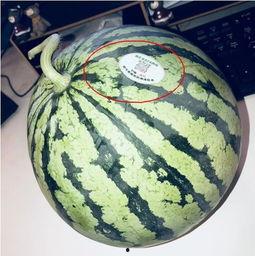 网红吃瓜醒脑,揭秘娱乐圈幕后真相，唤醒你的脑洞